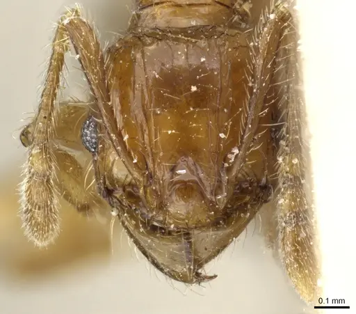 Pheidole rosae - CASENT0904333