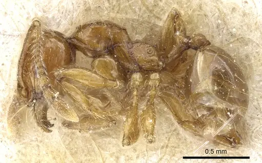 Pheidole rosae - CASENT0904333