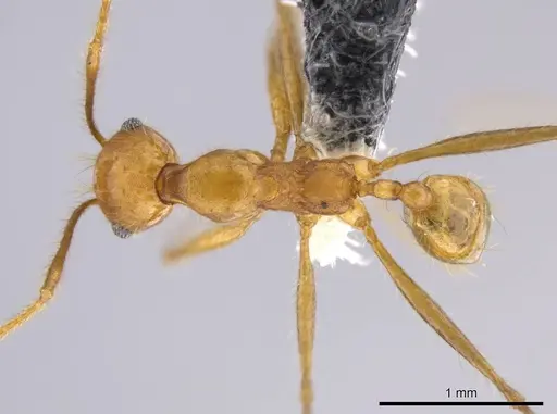 Pheidole roushae - CASENT0610899