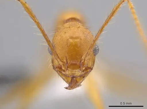 Pheidole roushae - CASENT0610899