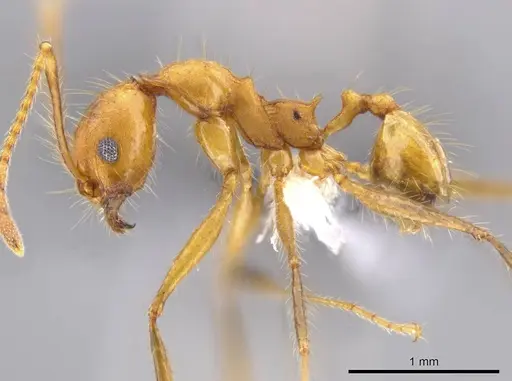 Pheidole roushae - CASENT0610899