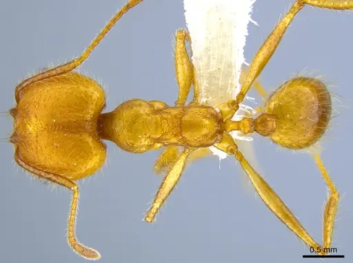 Pheidole roushae - CASENT0646313