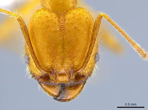 Pheidole roushae - CASENT0646313