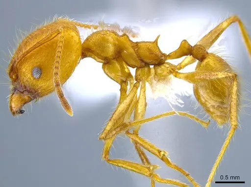 Pheidole roushae - CASENT0646313