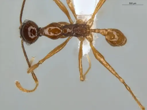 Pheidole rubiceps specimen