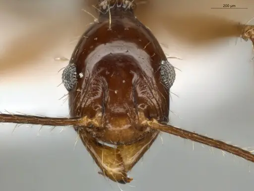 Pheidole rubiceps specimen