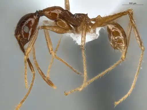 Pheidole rubiceps specimen