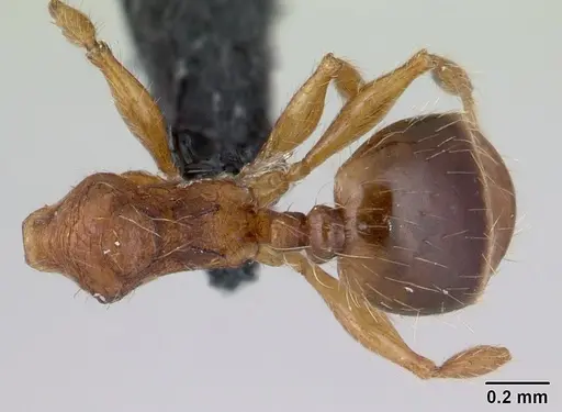 Pheidole rudigenis specimen
