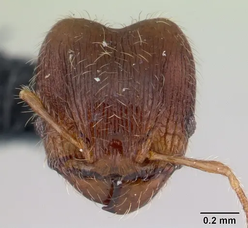 Pheidole rudigenis specimen