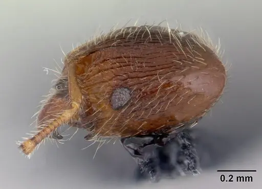 Pheidole rudigenis specimen