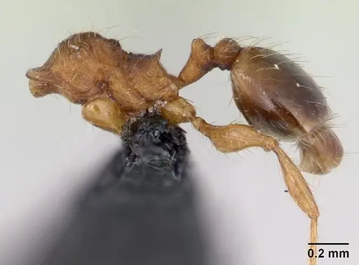 Pheidole rudigenis - CASENT0178049