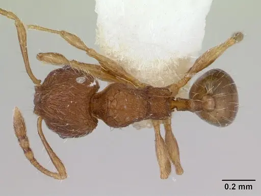 Pheidole rudigenis - CASENT0178050