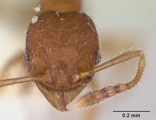 Pheidole rudigenis - CASENT0178050