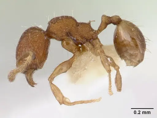Pheidole rudigenis - CASENT0178050
