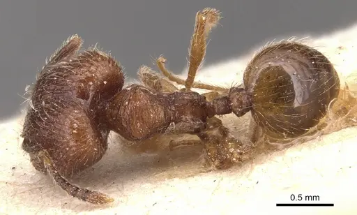 Pheidole rudigenis - CASENT0904410