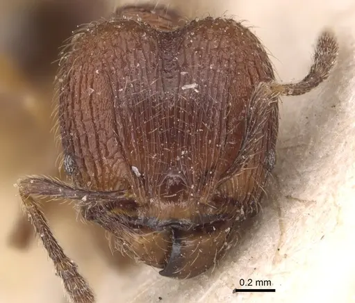 Pheidole rudigenis - CASENT0904410