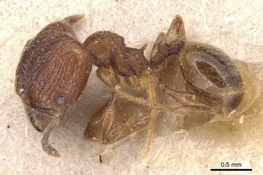 Pheidole rudigenis - CASENT0904410