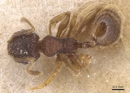 Pheidole rudigenis - CASENT0904411