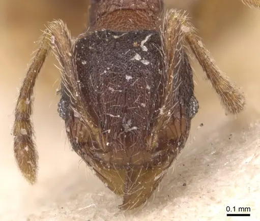 Pheidole rudigenis - CASENT0904411