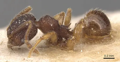 Pheidole rudigenis - CASENT0904411