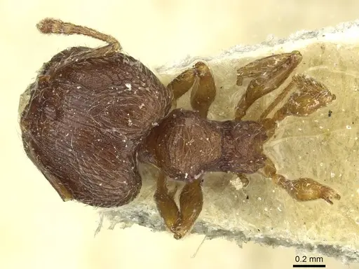 Pheidole rudigenis - CASENT0913283