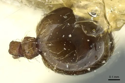 Pheidole rudigenis - CASENT0913283