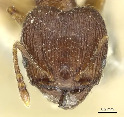 Pheidole rudigenis - CASENT0913283