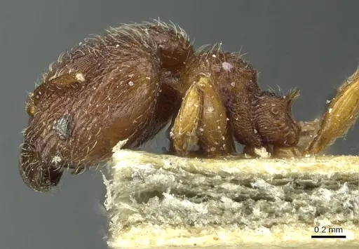 Pheidole rudigenis - CASENT0913283