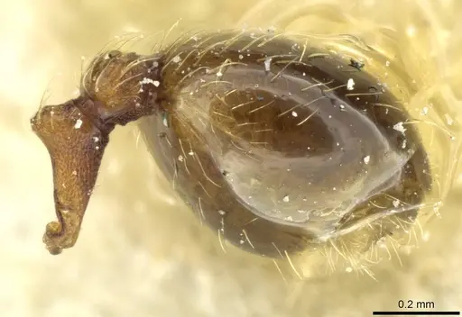 Pheidole rudigenis - CASENT0913283