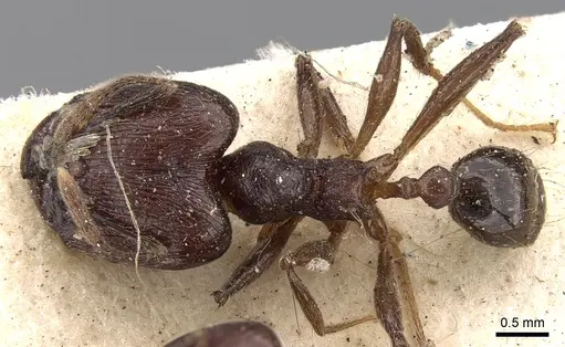 Pheidole ruficeps specimen