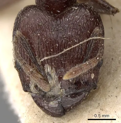 Pheidole ruficeps specimen