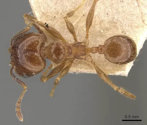 Pheidole rufipilis specimen