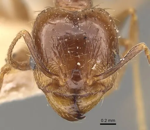 Pheidole rufipilis specimen
