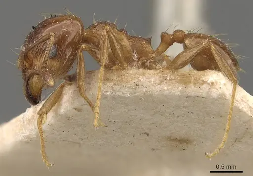 Pheidole rufipilis specimen