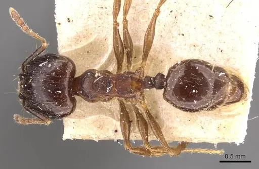 Pheidole rufipilis - CASENT0908200