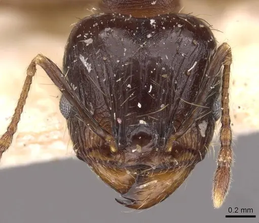 Pheidole rufipilis - CASENT0908200