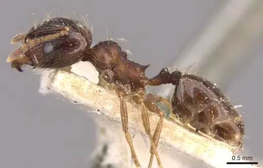 Pheidole rufipilis - CASENT0908200