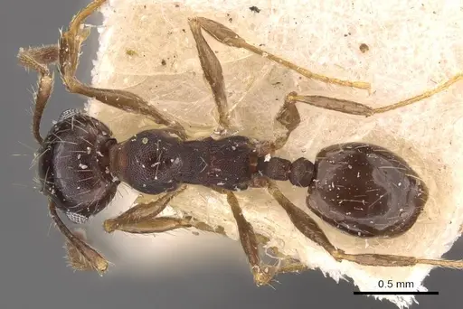 Pheidole rufipilis - CASENT0908201