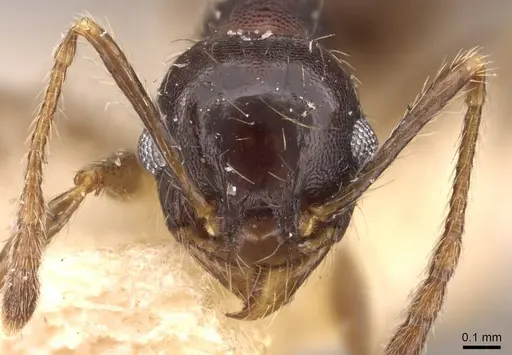 Pheidole rufipilis - CASENT0908201