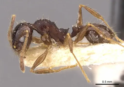 Pheidole rufipilis - CASENT0908201