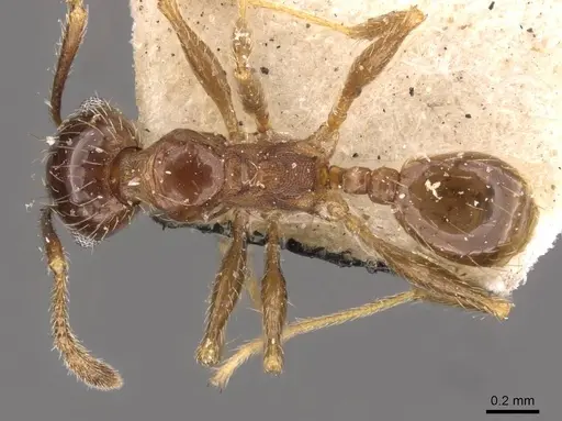 Pheidole rufipilis - CASENT0908203