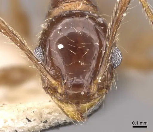 Pheidole rufipilis - CASENT0908203