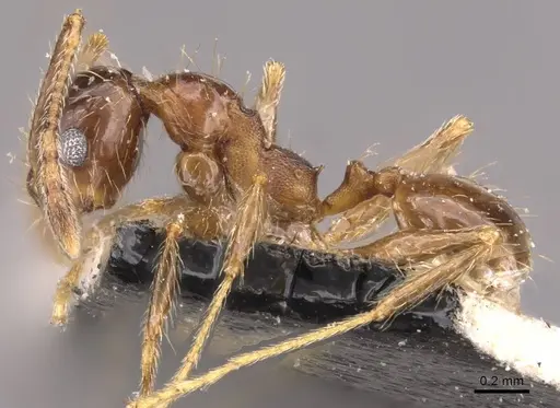 Pheidole rufipilis - CASENT0908203