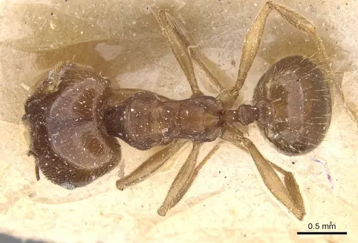 Pheidole rufipilis - CASENT0913401