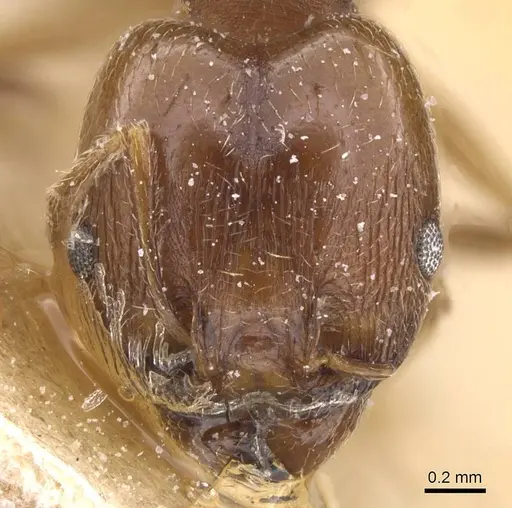Pheidole rufipilis - CASENT0913401