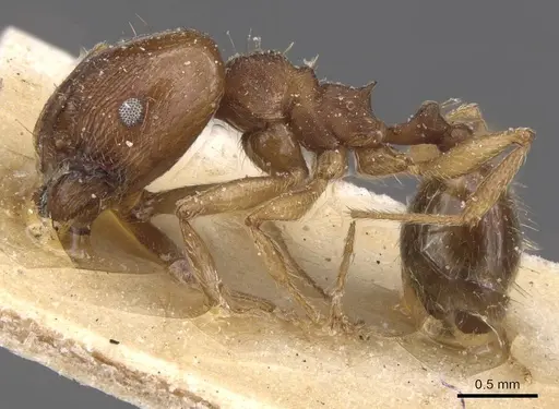 Pheidole rufipilis - CASENT0913401