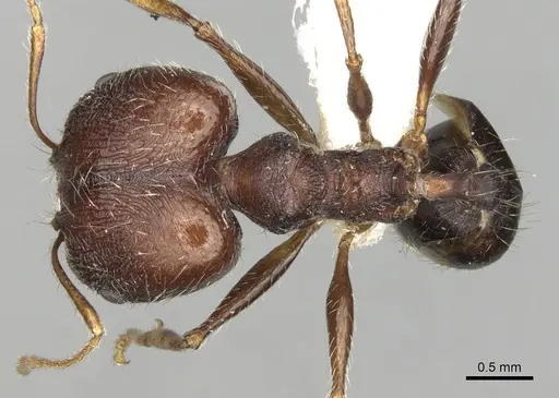 Pheidole rugaticeps specimen