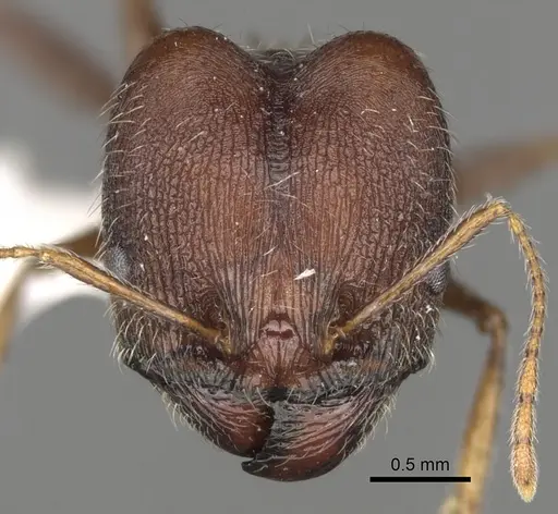 Pheidole rugaticeps specimen