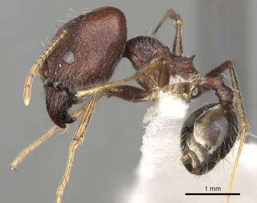 Pheidole rugaticeps specimen