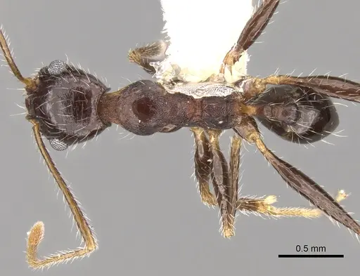 Pheidole rugaticeps - CASENT0281619